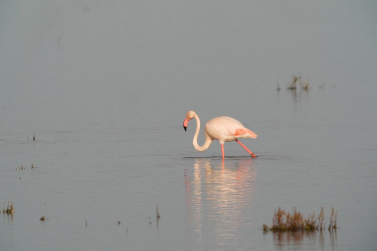 Imágenes de las Marisma del Coto de Doñana.