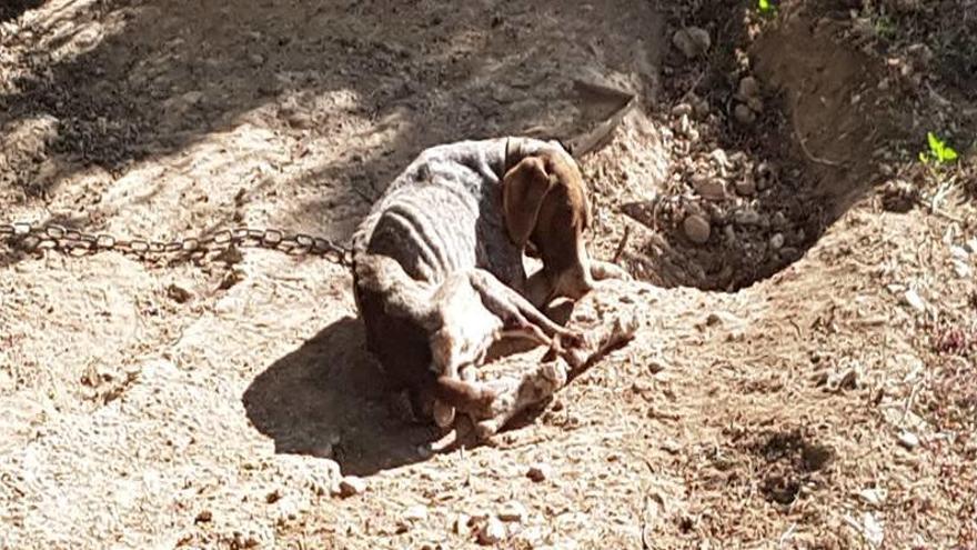 Lamentable estado en el que se encontraba el perro, finalmente fallecido.