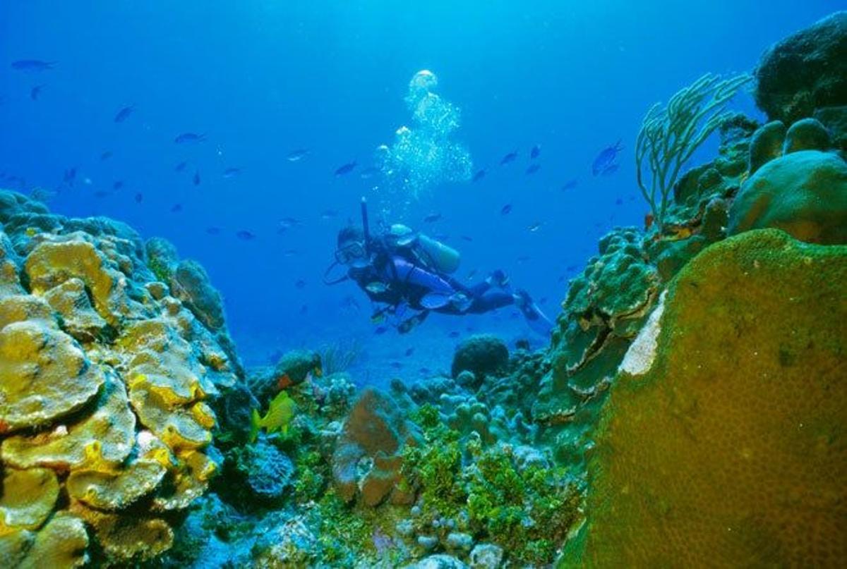 Corales en la isla mexicana de Cozumel.