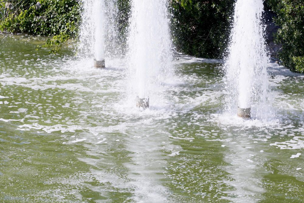 Aigua verda al llac del parc del Migdia