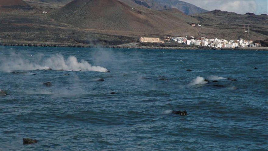 &#039;Restingolitas&#039; en el Mar de las Calmas, en El Hierro.