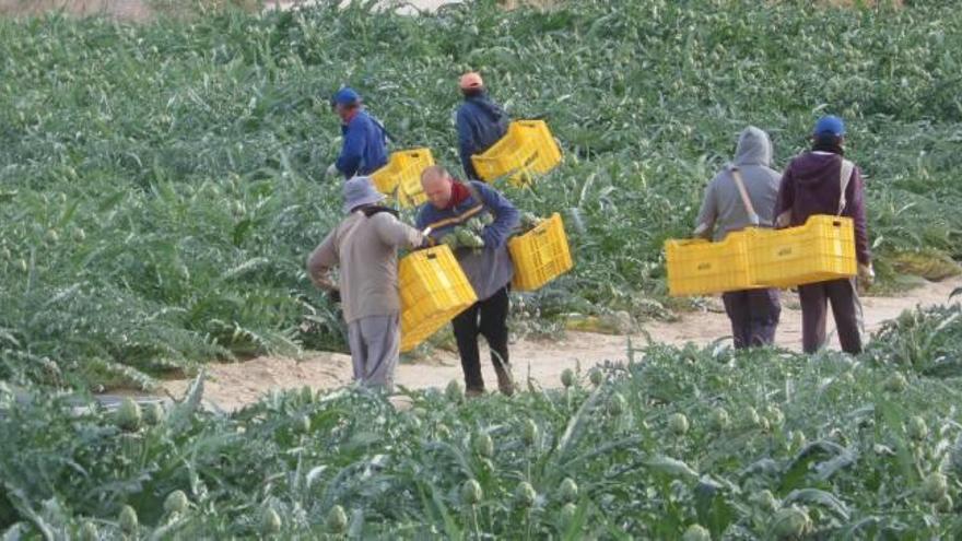 Una banda de ladrones «recolecta» 5.000 kilos de alcachofas y causa graves daños en una finca en Mutxamel