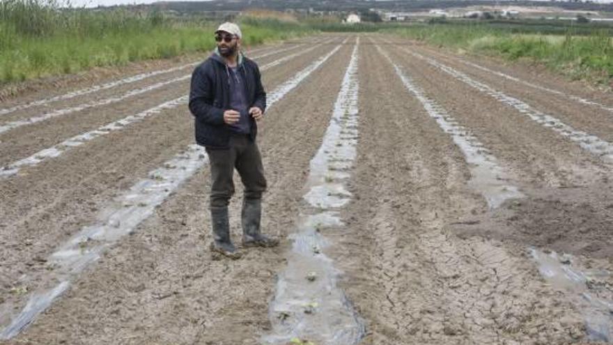 Las primeras plantas ya florecen en uno de los bancales con mantas térmicas que cubren la producción.