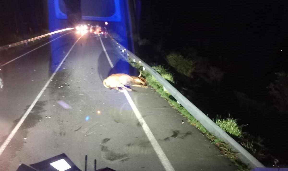 El animal muerto tras sufrir el impacto del vehículo que circulaba por la carretera
