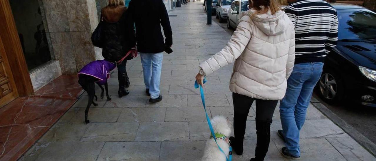 Por la izquierda, Gabri Fernández y Belén Fernández, con la perra &quot;Betty&quot;, y María y Pedro, con &quot;King Alejandro&quot;, de paseo por una calle de Avilés.