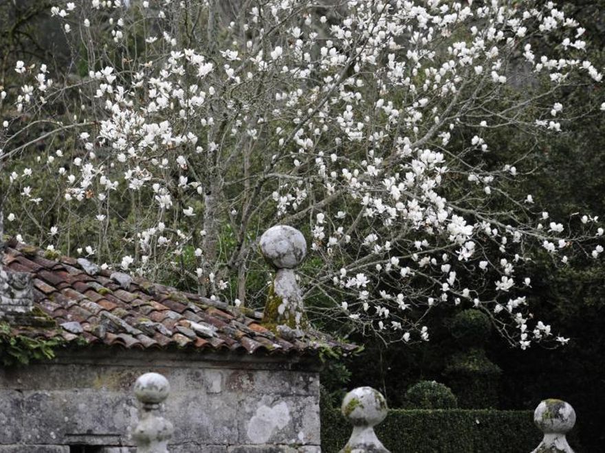 Magnolia en flor junto al estanque del palacio.