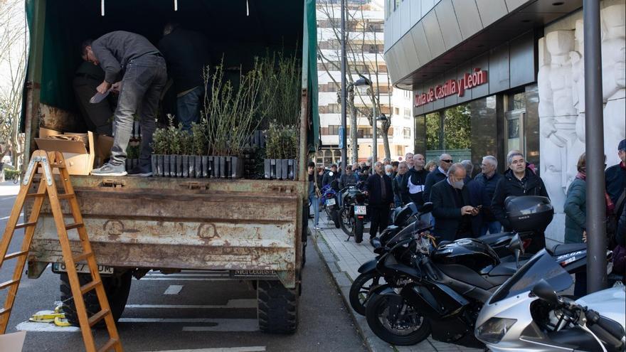 Reparto gratis de árboles en Zamora este jueves a cargo de Junta y Diputación