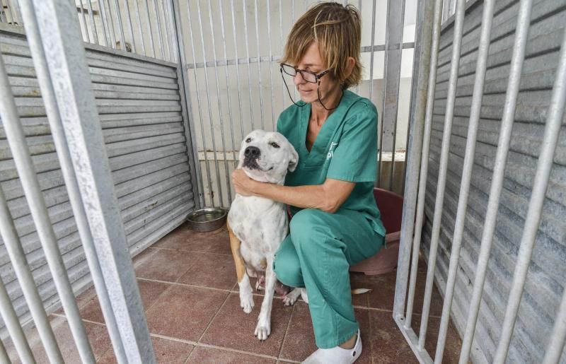ARUCAS. Jornada de adopción de animales en el albergue Insular  | 19/07/2019 | Fotógrafo: José Pérez Curbelo