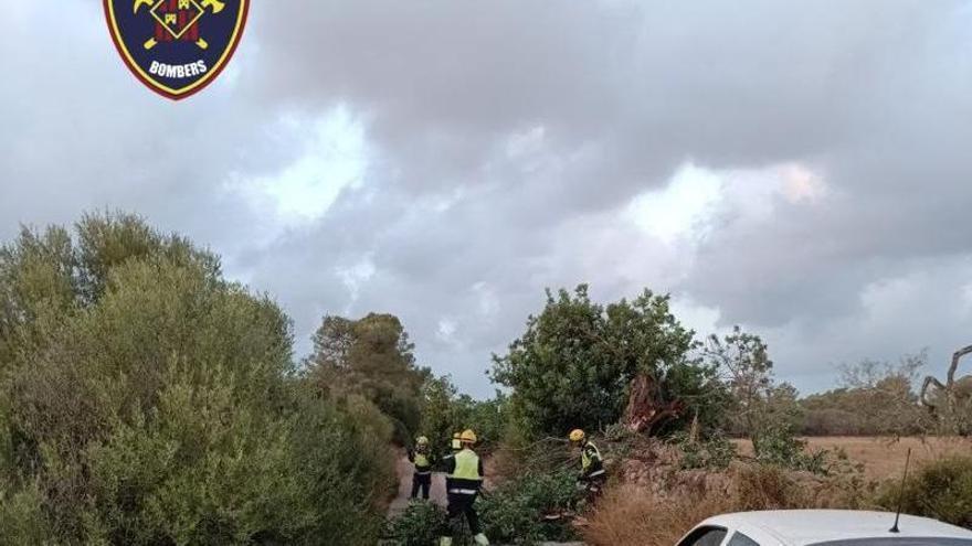 Las incidencias por el temporal se elevan a 109 en Baleares, con 41 en Mallorca