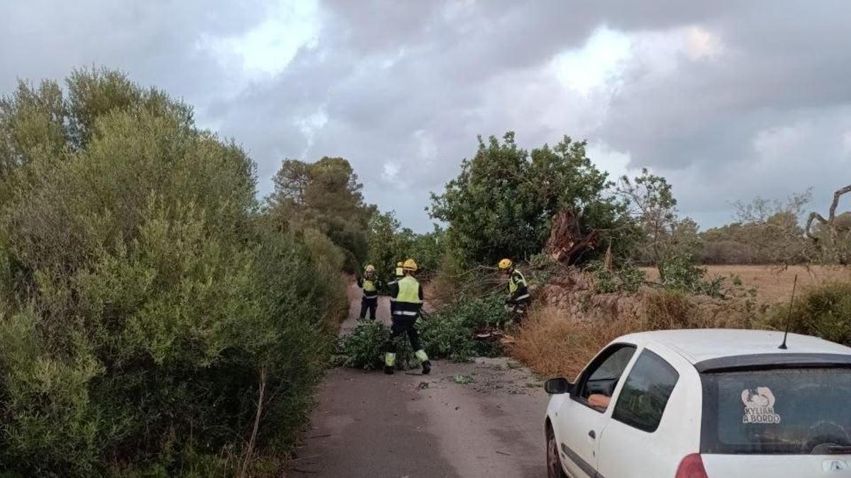 Retirada de árboles en el Camí Vell de Cala Pi, en Llucmajor, tras el temporal de esta noche.