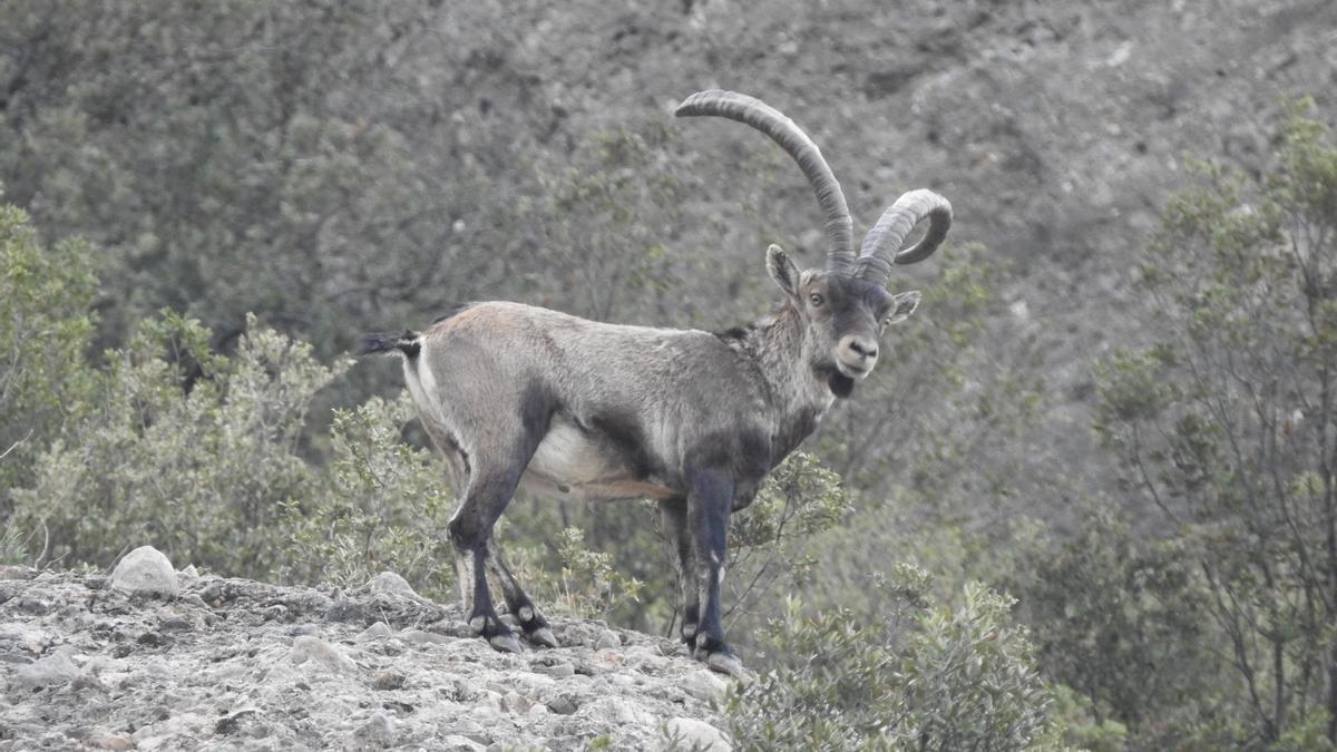 Cabres salvatges al massís de Montserrat