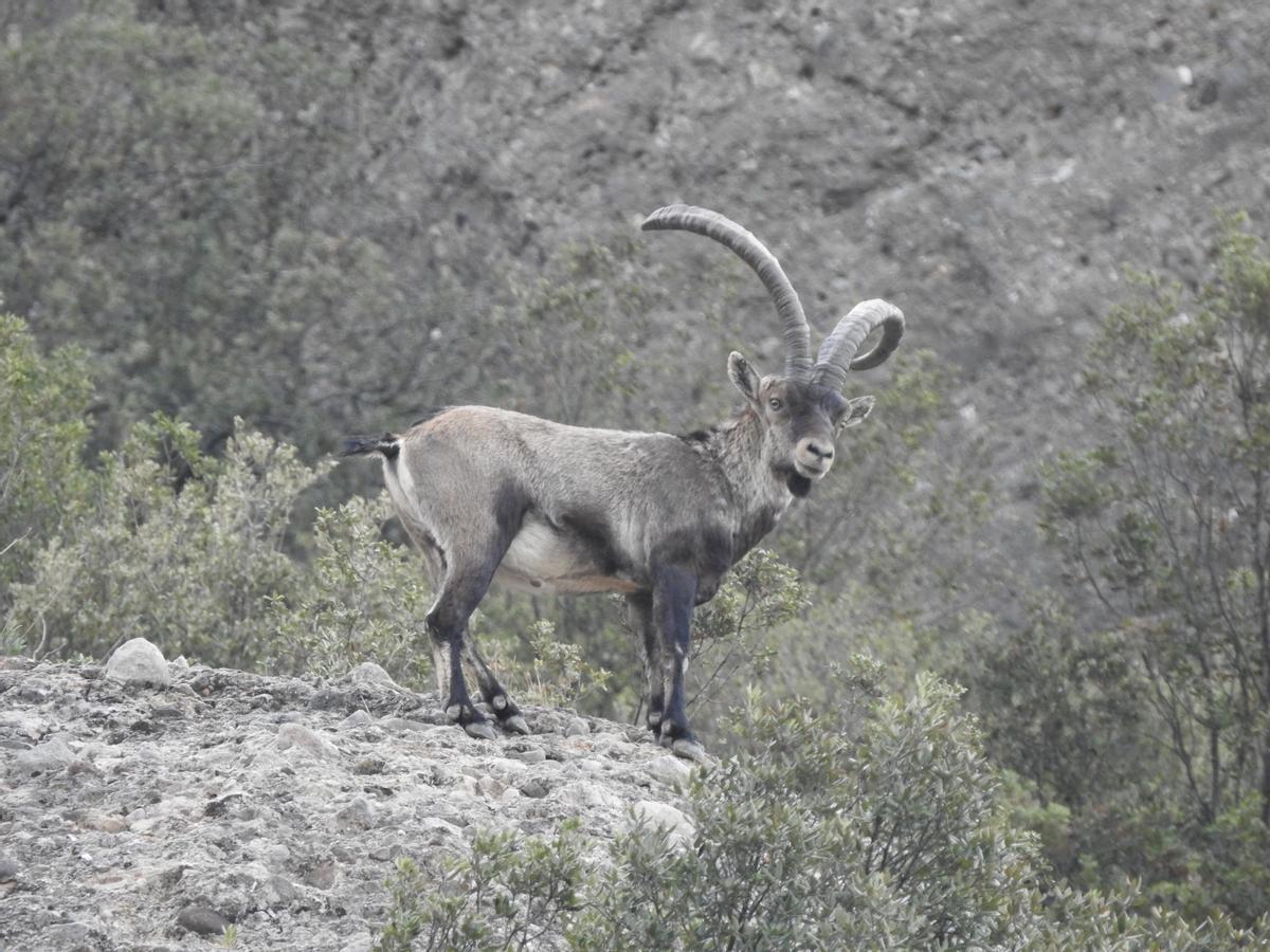 Una cabra salvatge de Montserrat