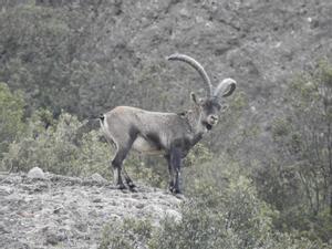Cabres salvatges al massís de Montserrat