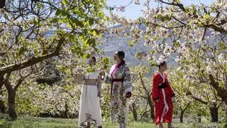 Alfarnate se convierte en Japón gracias a sus cerezos en flor