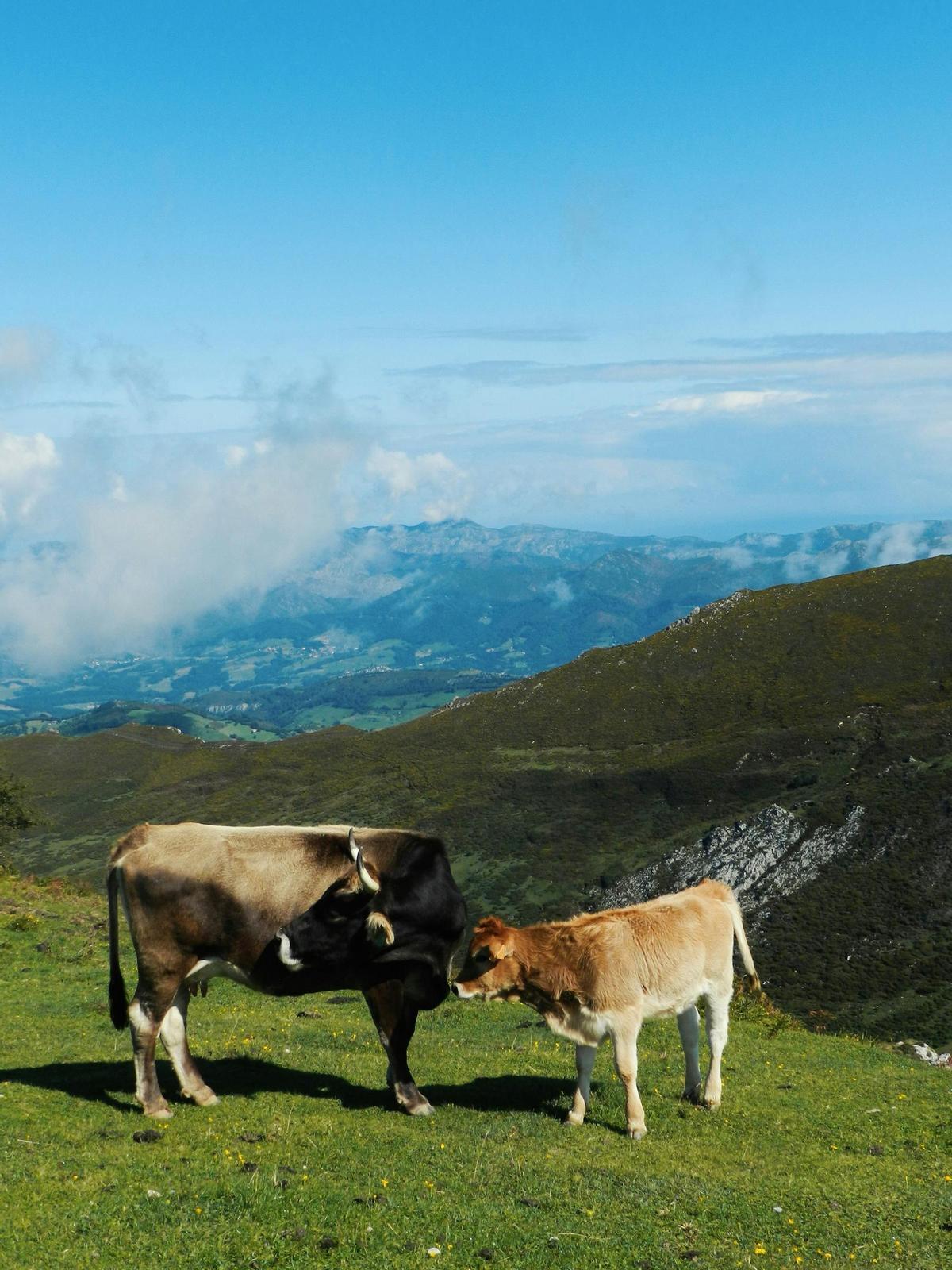 Federico vive solo con sus vacas