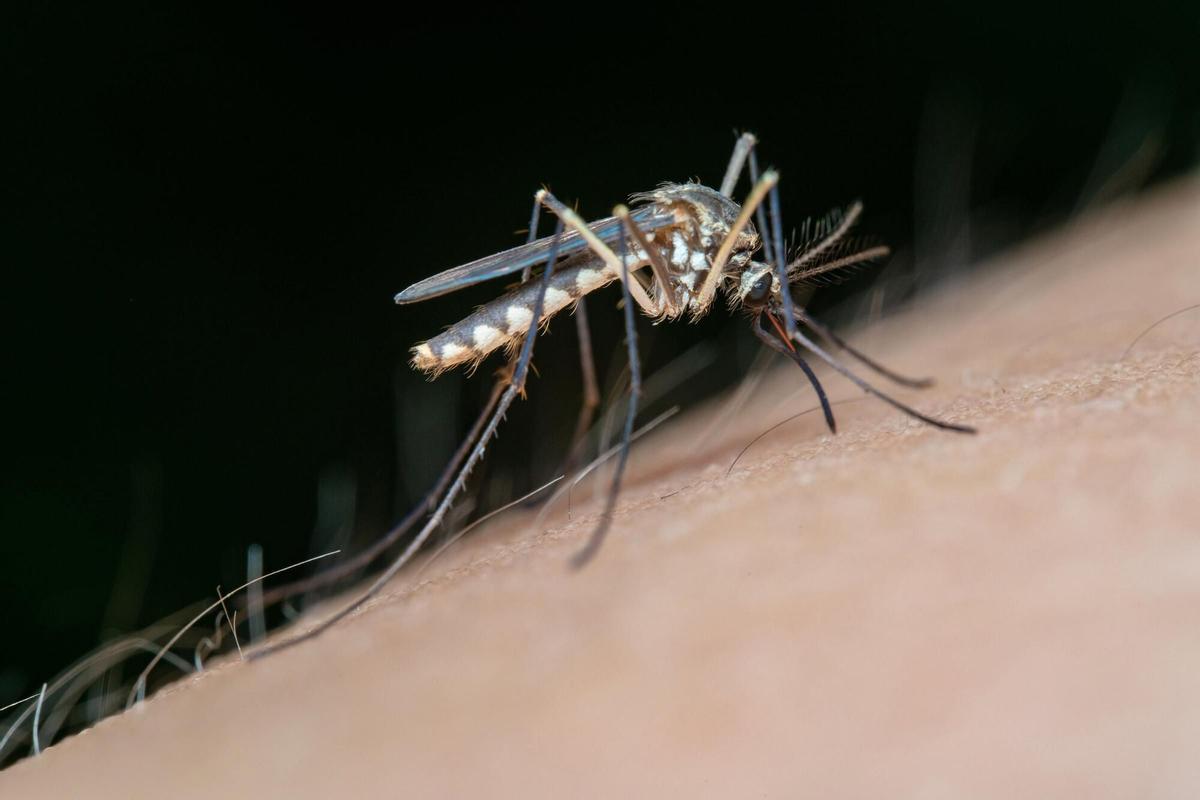 Mosquito transmisor del virus del Nilo Occidental