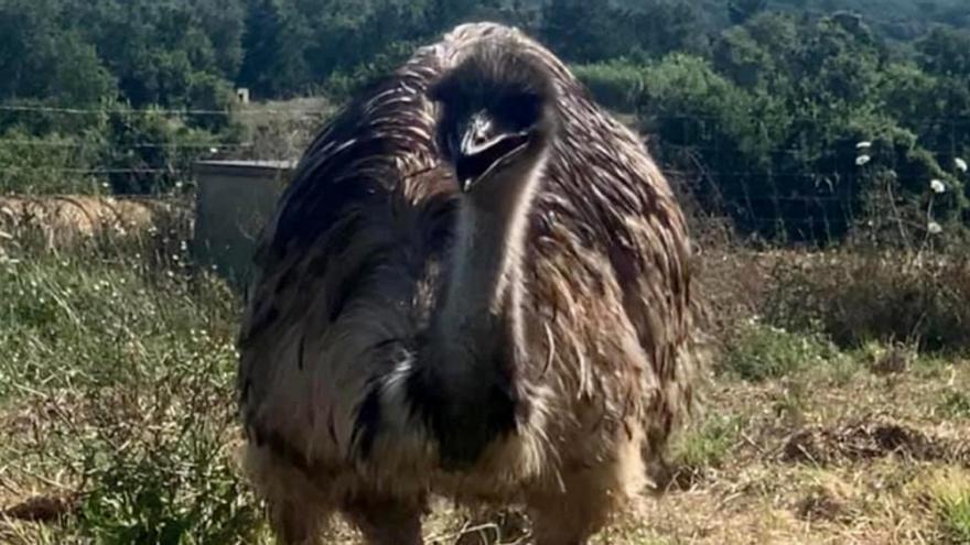 Denuncien el robatori d&#039;un emú en una finca de Llagostera