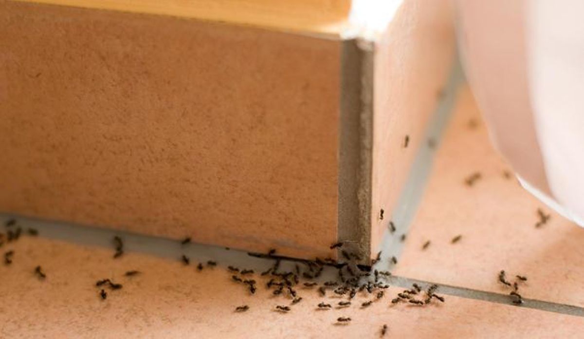 Cómo hacer una trampa para hormigas en casa.