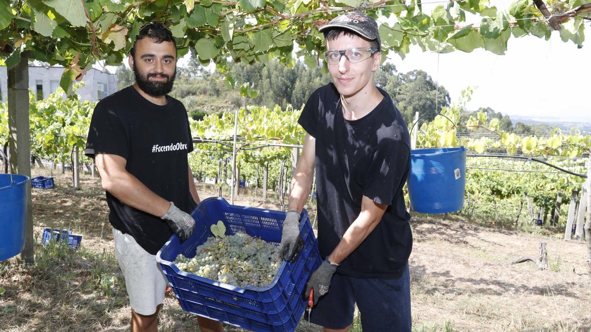 La vendimia en los viñedos de la bodega Mar de Frades.