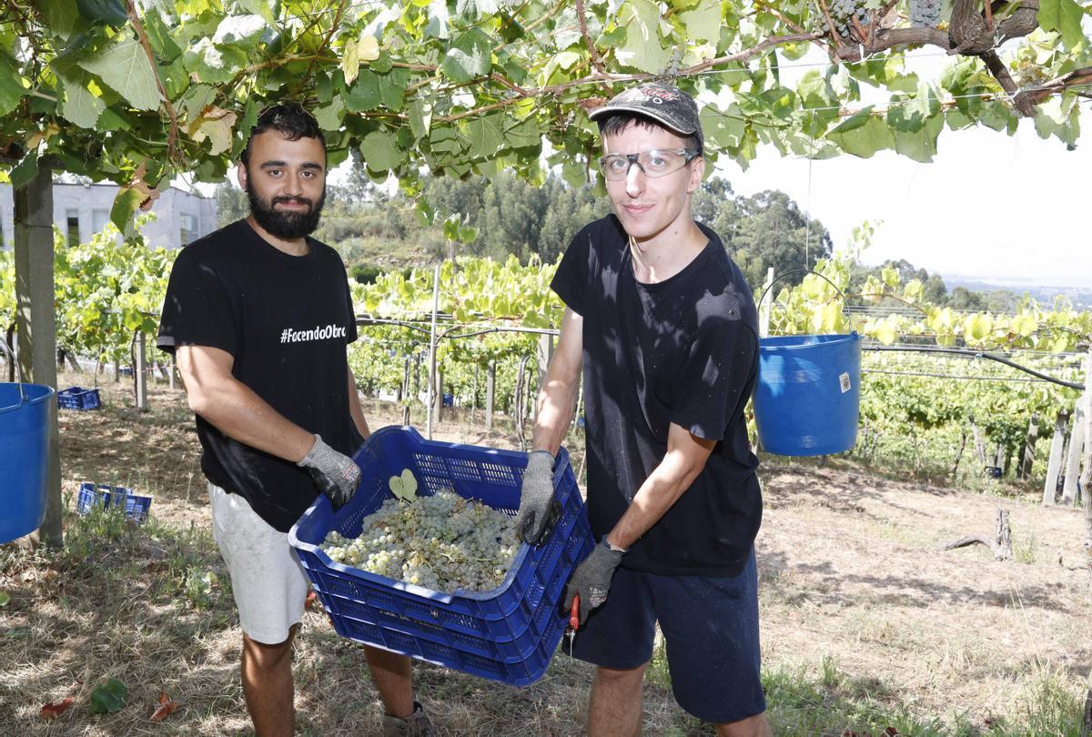 La vendimia en los viñedos de la bodega Mar de Frades.