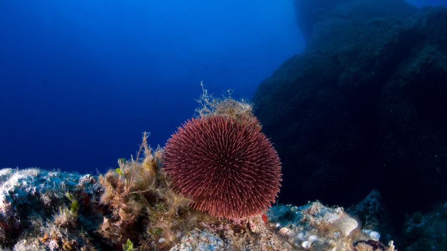 El aumento de la temperatura y la salinidad del Mediterréno se acelera desde mediados de los noventa