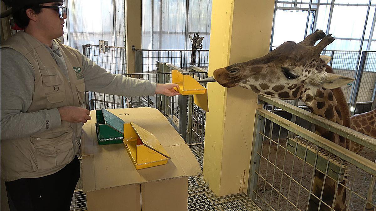 Las jirafas del zoo de Barcelona saben matemáticas
