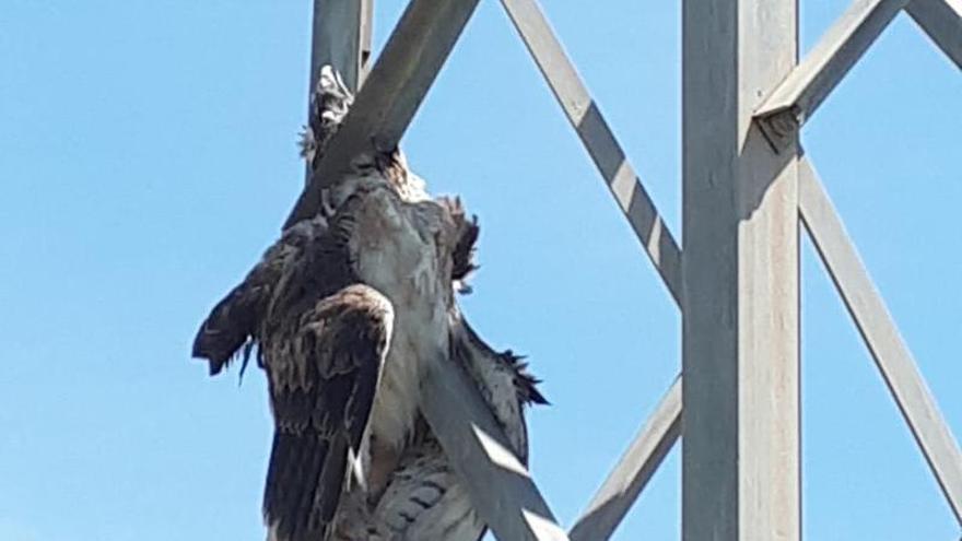 Cuerpo del águila perdicera electrocutada.