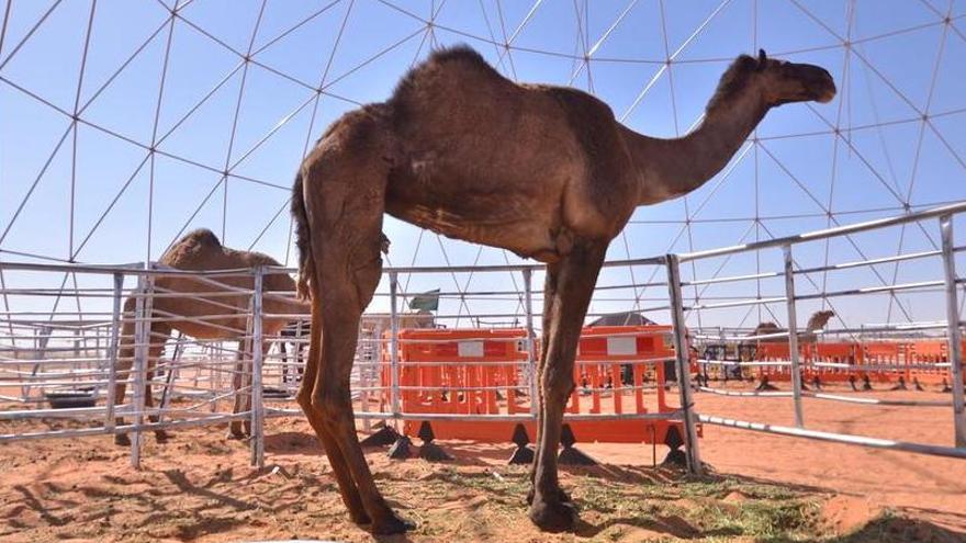 Un camello del certamen. / King Abdulaziz Camel Festival