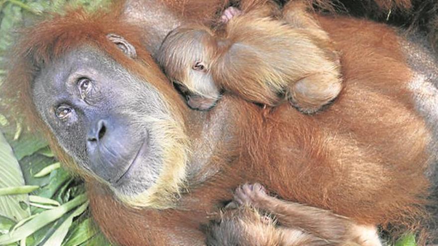 Los orangutanes maman casi hasta los nueve años