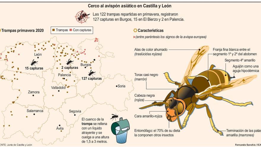 Cerco al avispón asiático en Castilla y León