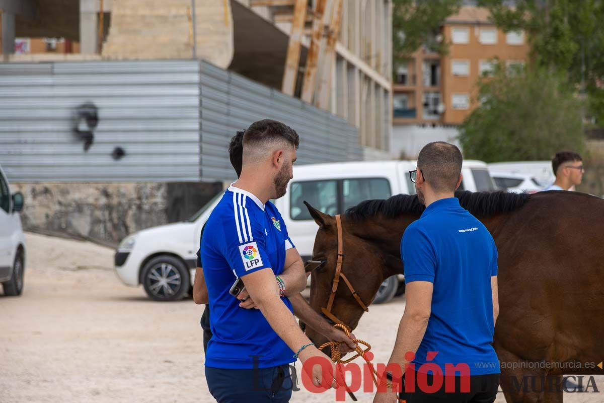 Control veterinario de los Caballos del Vino en Caravaca