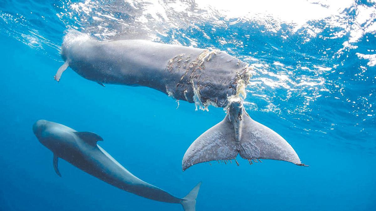 La Ballena De La Aleta Caudal Rota El Día