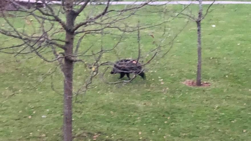 Un jabalí, en el parque fluvial, que fue visto hace varios días por los vecinos