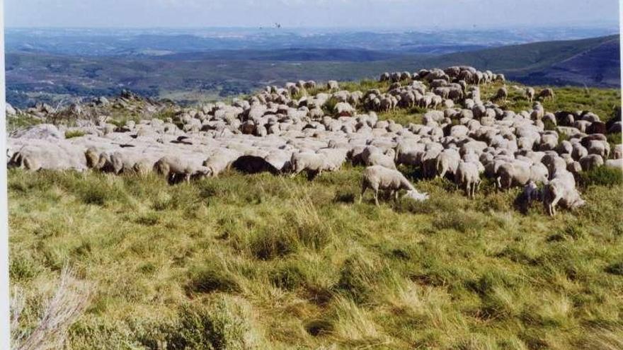 Rebaño de ovejas en Santa Colomba de Sanabria.