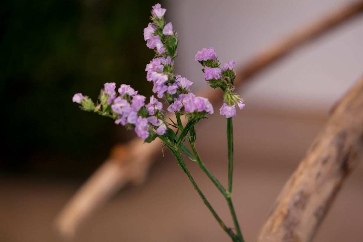 Comienza el montaje de las instalaciones de Flora 2025