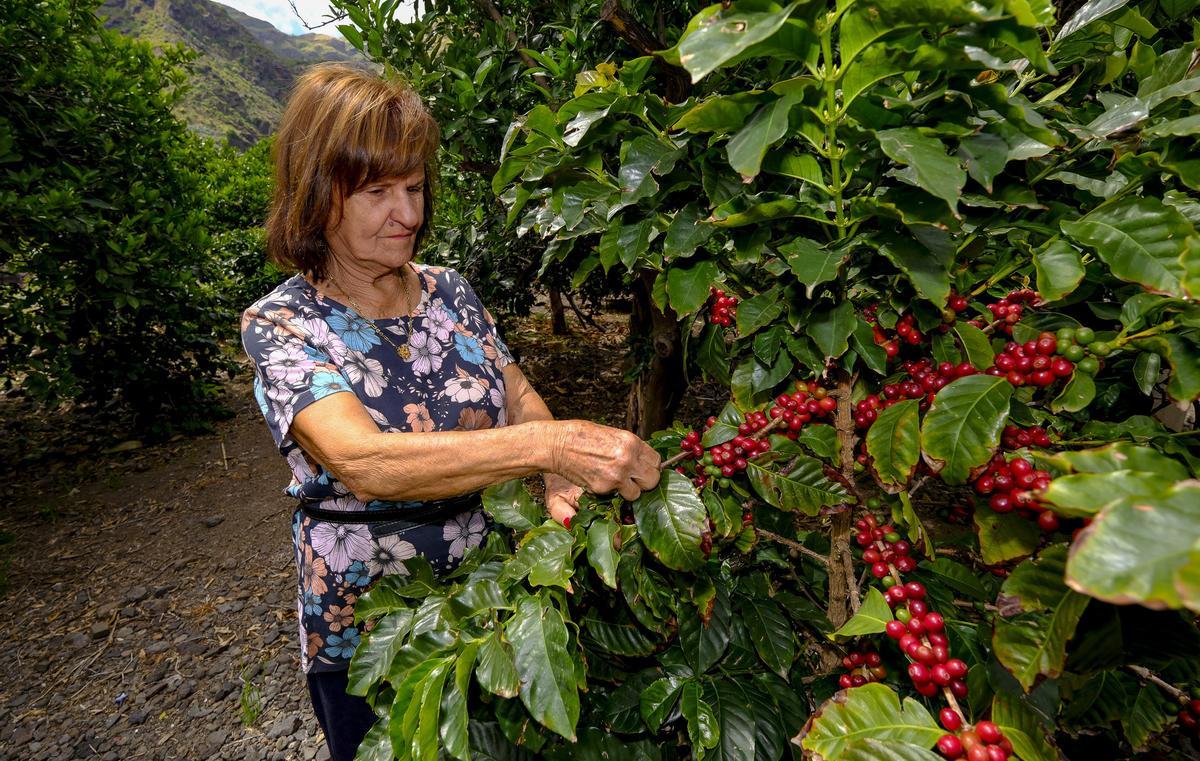 Julia junto a uno de los cafetos de la finca La Morreta.