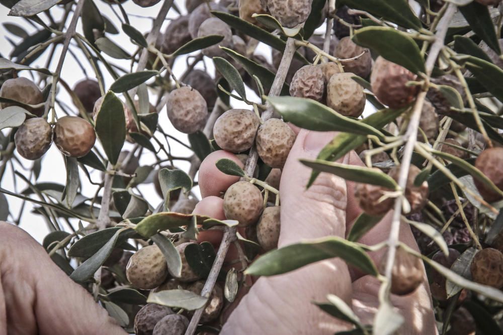 Las heladas dañan la cosecha de oliva de El Comtat
