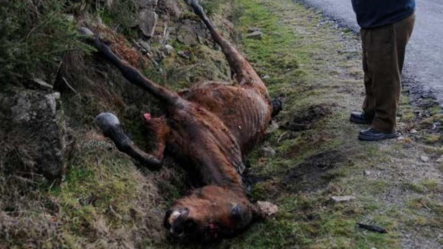 Al menos cinco caballos salvajes aparecen muertos a tiros en los montes de Cotobade