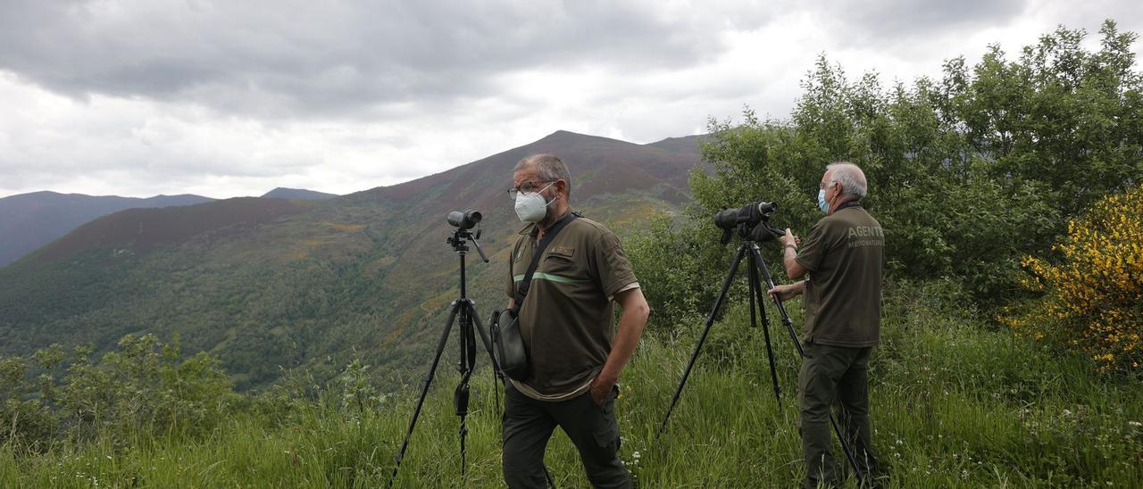 Personal de la Patrulla del Oso busca al ejemplar que atacó a la mujer en Asturias.