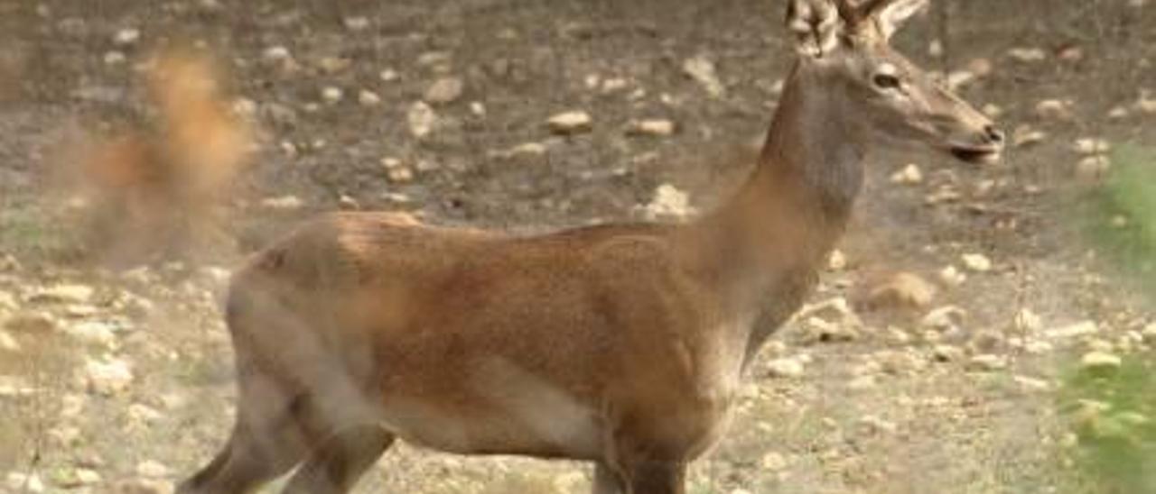 Xixona exige medidas para evitar la extinción de los ciervos de La Carrasqueta