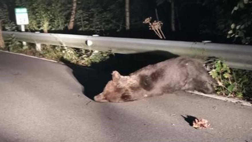 Asturias se moviliza para encontrar a &quot;Santiaguín&quot;, el oso atropellado y malherido