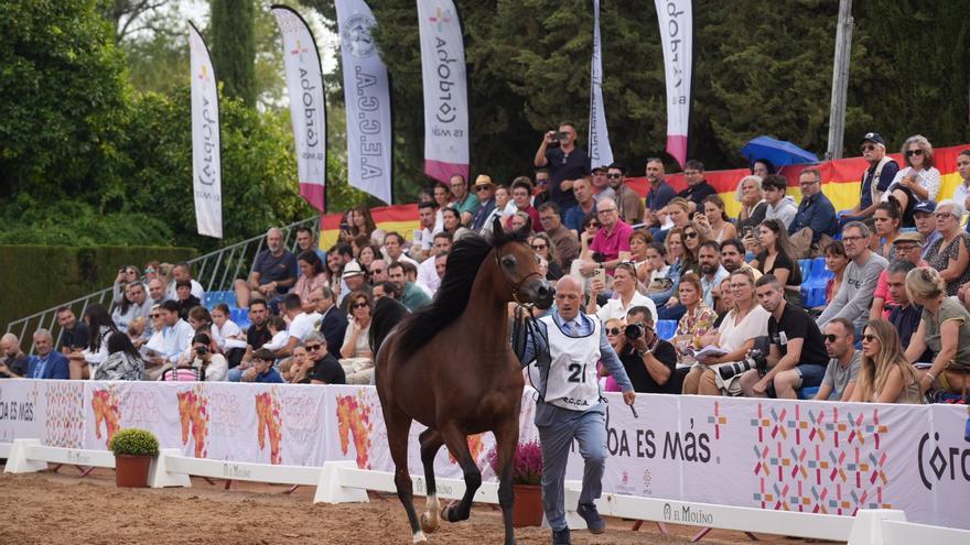 El concurso de caballos árabes de líneas españolas, en imágenes