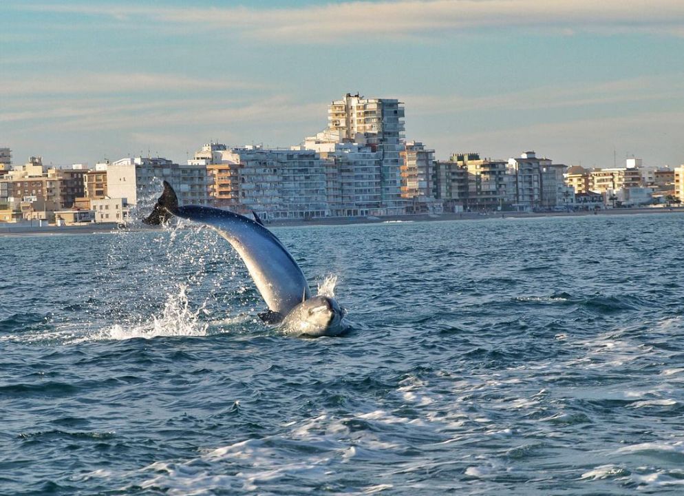 Las espectaculares imágenes de delfines frente a El Perelló