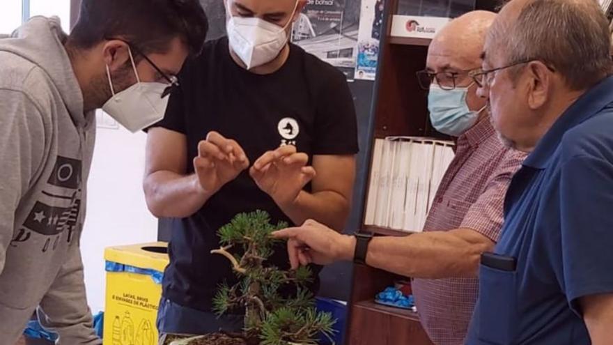 Alberto Baleato da clases sobre bonsáis en A Estrada