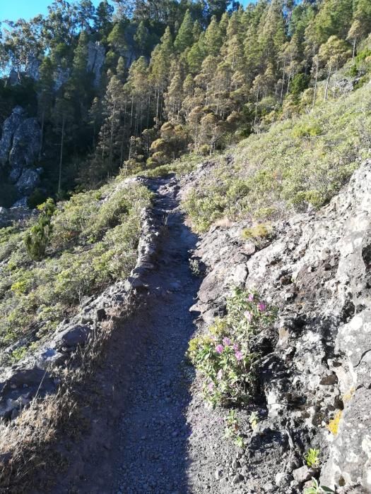 Agaete arregla y limpia el camino a Tamadaba