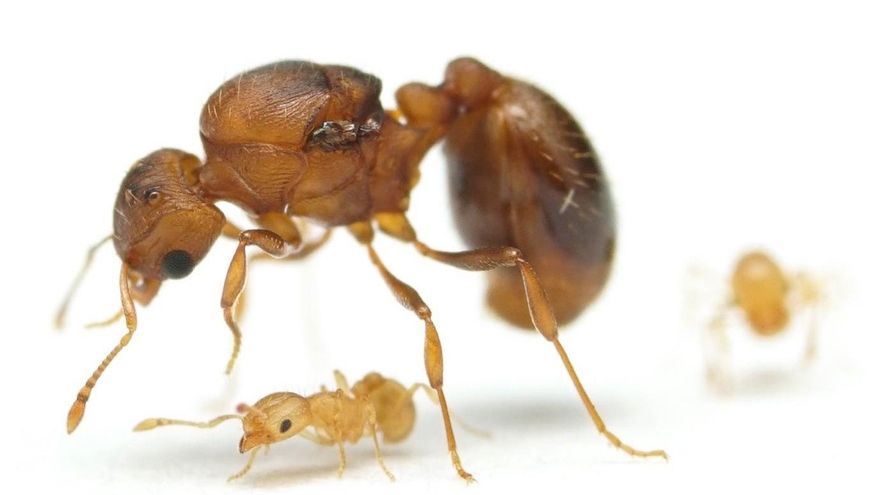 Esta es la peligrosa hormiga de fuego que está extendiéndose por España