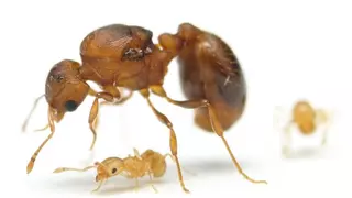 Esta es la peligrosa hormiga de fuego que está extendiéndose por España