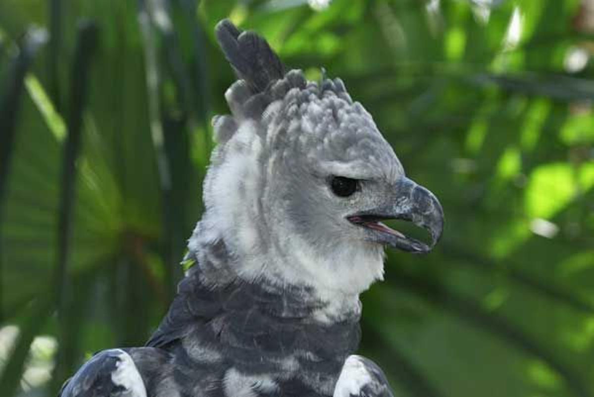 Águila harpía en Belice.