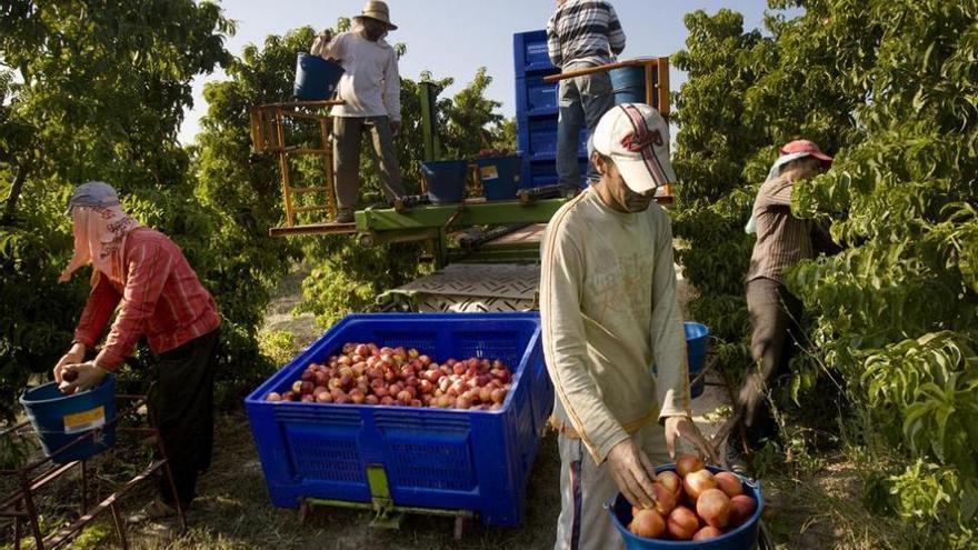 Peligra la recogida de fruta de la próxima campaña extremeña por falta de mano de obra
