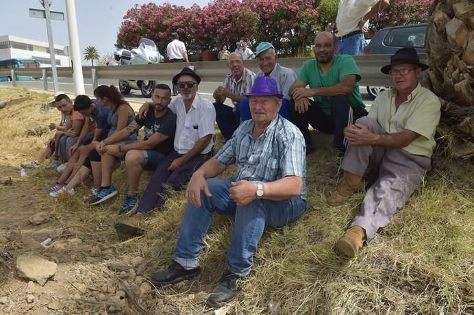 Muestra de ganado por las fiestas de San Juan